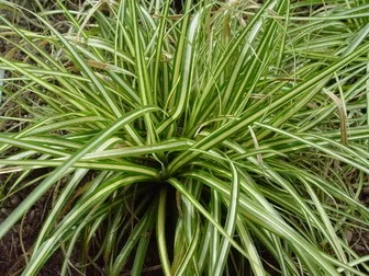 Carex oshimensis 'Evergold'