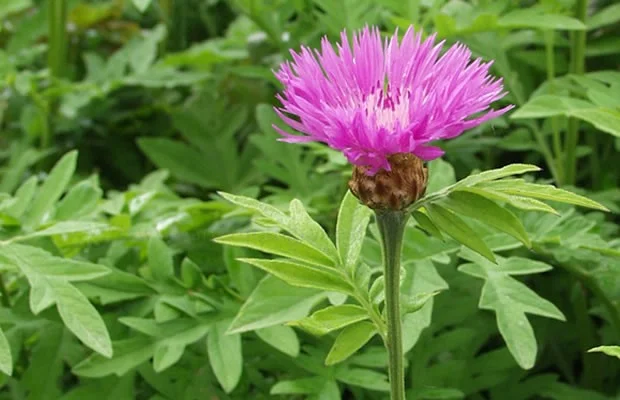 Centaurea dealbata Centaurea dealbata