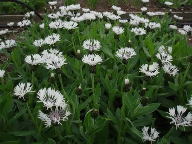 Centaurea montana 'Alba' Centaurea montana 'Alba'