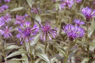 Centaurea montana 'Coerulea'