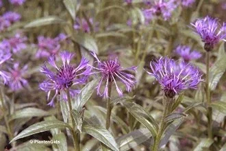 Centaurea montana 'Coerulea' Centaurea montana 'Coerulea'