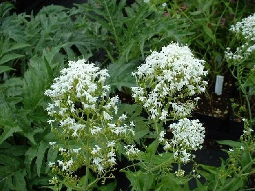 Centranthus ruber 'Albus' Centranthus ruber 'Albus'