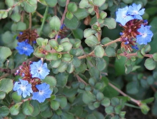 Ceratostigma griffithii Ceratostigma griffithii