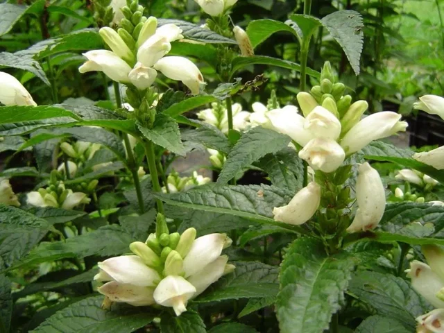Chelone obliqua 'Alba' Chelone obliqua 'Alba'