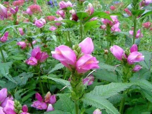 Chelone obliqua Chelone obliqua
