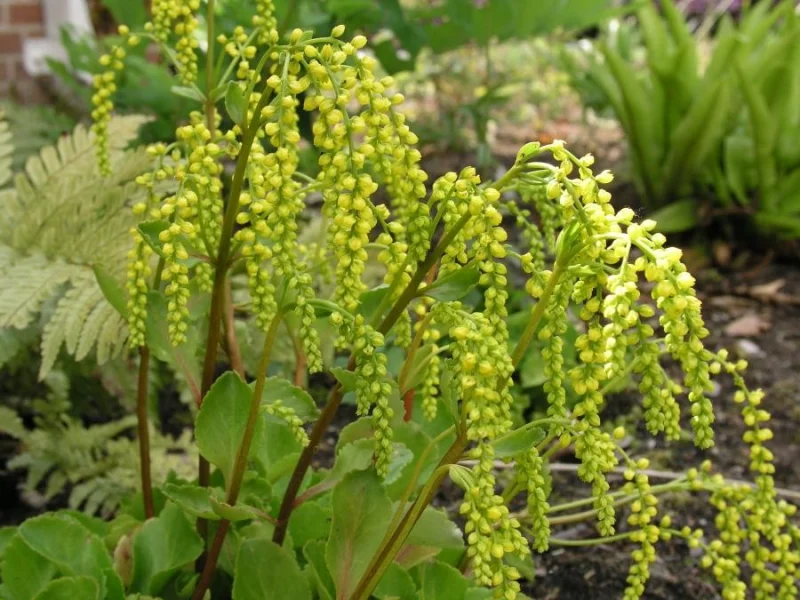 Chiastophyllum oppositifolium