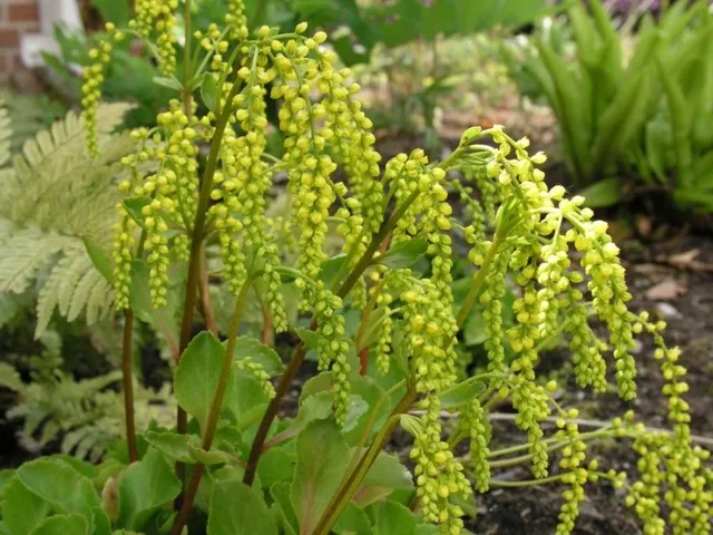 Chiastophyllum oppositifolium Chiastophyllum oppositifolium