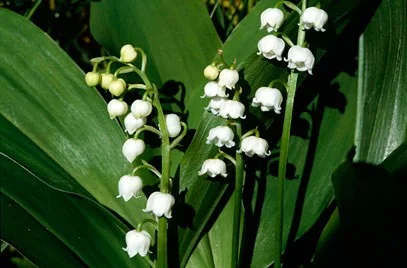 Convallaria majalis