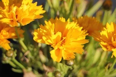Coreopsis grand. 'Sunray'