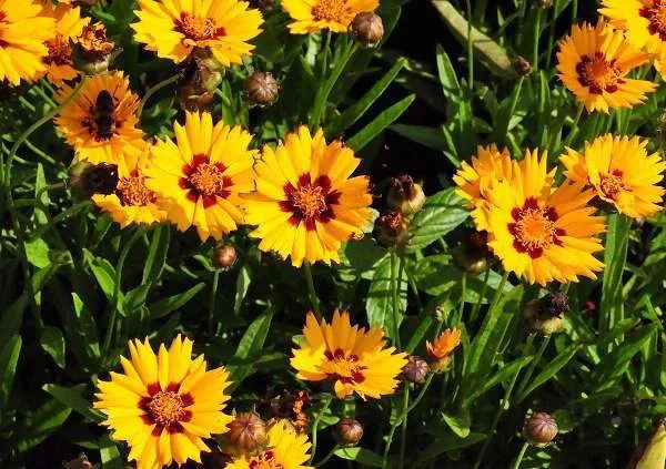Coreopsis lanceolata 'Baby Gold'