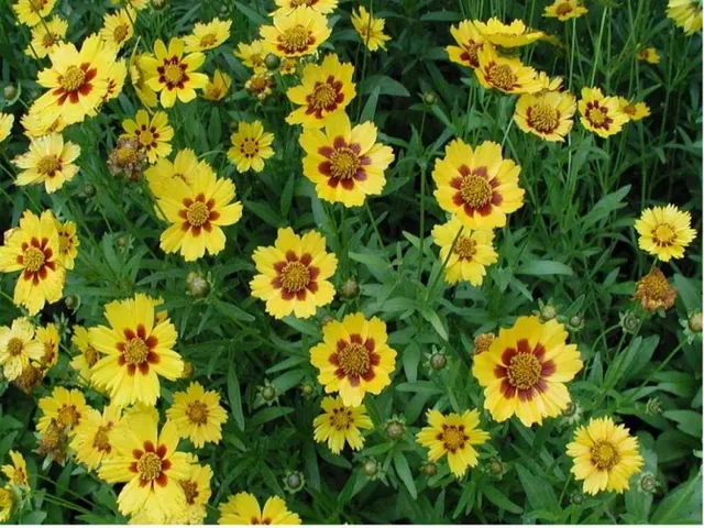Coreopsis lanceolata 'Sterntaler'