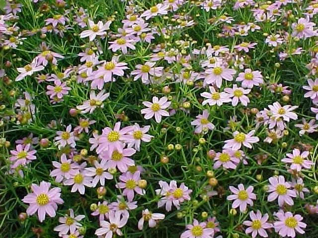 Coreopsis rosea 'American Dream'