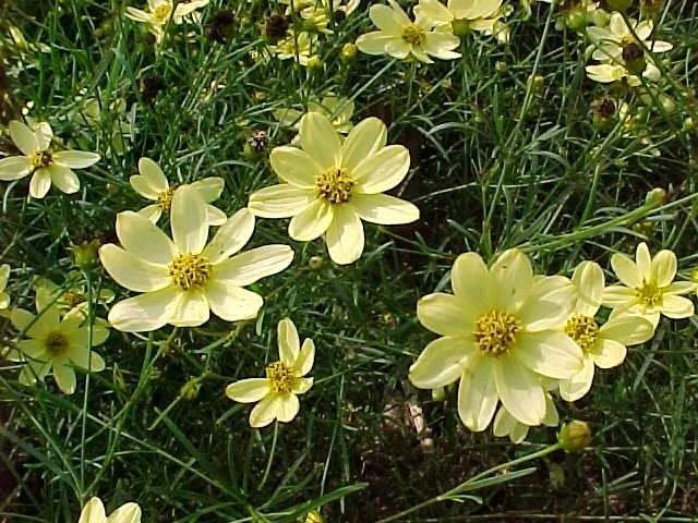Coreopsis vert. 'Moonbeam'