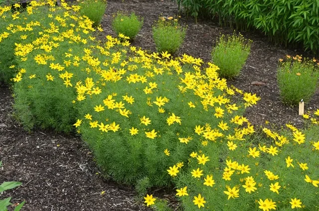 Coreopsis vert. 'Zagreb'
