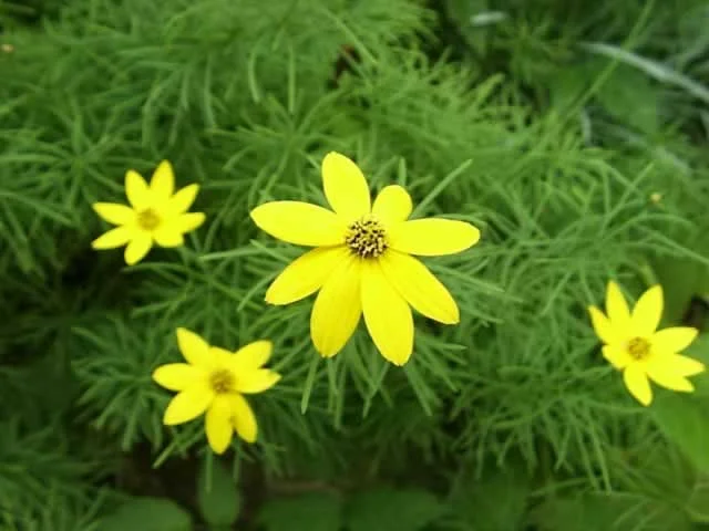 Coreopsis verticillata