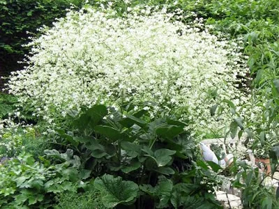 Crambe cordifolia