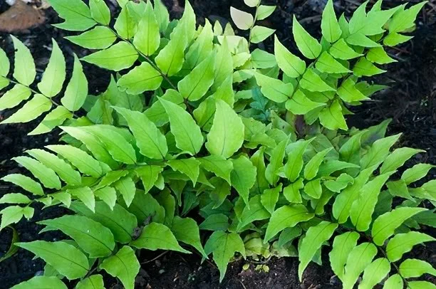 Cyrtomium fortunei
