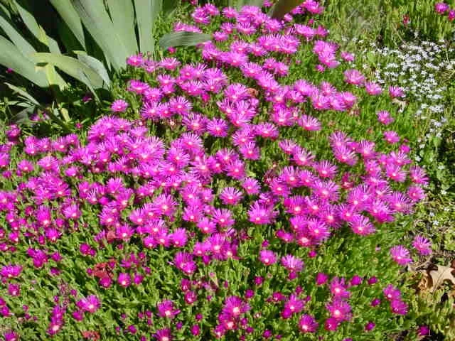 Delosperma cooperi