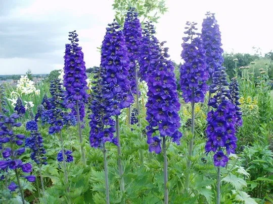 Delphinium (P) 'Black Knight'