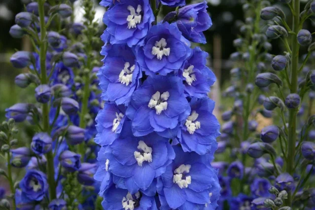 Delphinium (P) 'Blue Bird'