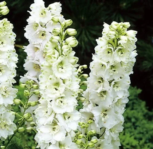 Delphinium (P) 'Galahad'