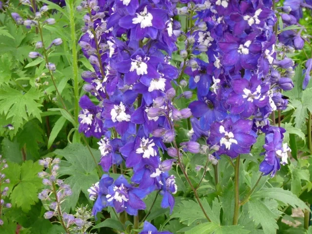 Delphinium (P) 'King Arthur'