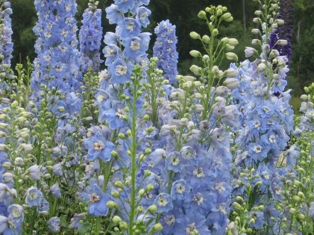 Delphinium (P) 'Summer Skies'