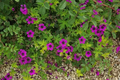 Geranium 'Ann Folkard'
