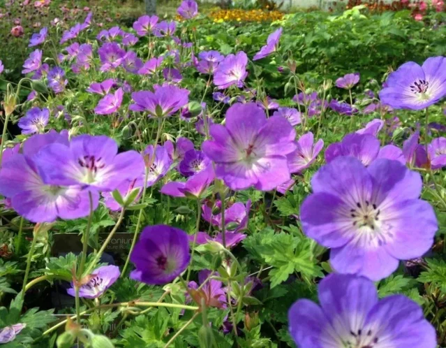 Geranium 'Azure Rush'