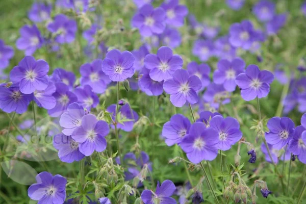 Geranium 'Brookside'