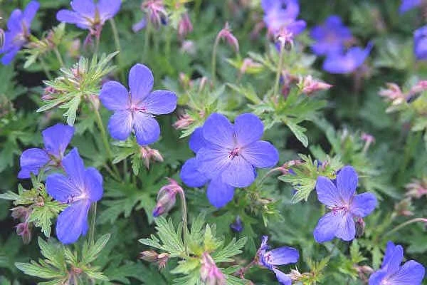 Geranium 'Johnson's Blue'