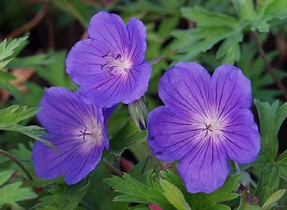 Geranium 'Orion'