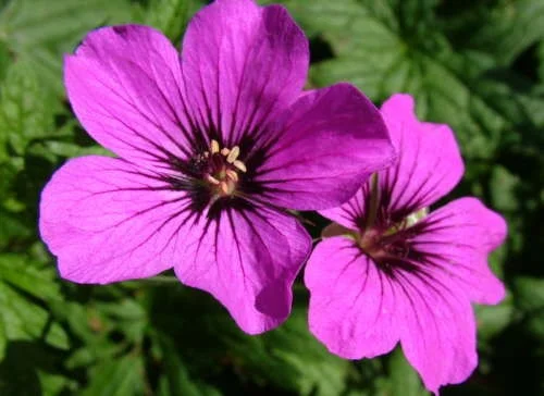 Geranium 'Patricia'