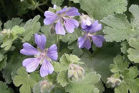 Geranium 'Philippe Vapelle'