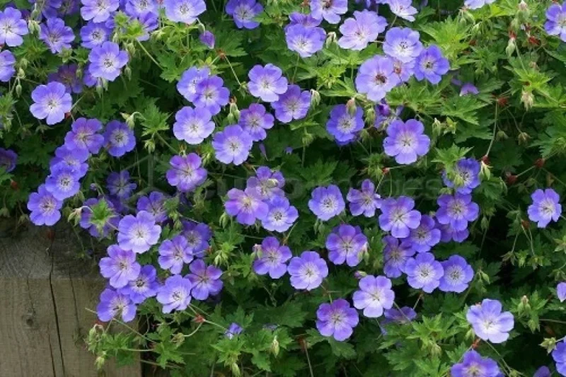 Geranium Rozanne-1