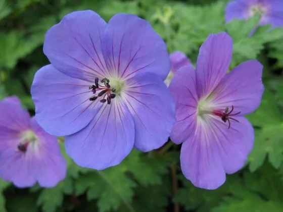 Geranium Rozanne-2