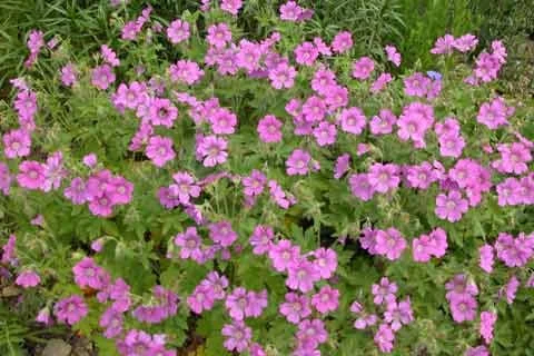 Geranium 'Sirak'