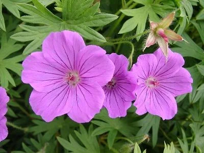 Geranium 'Tiny Monster'