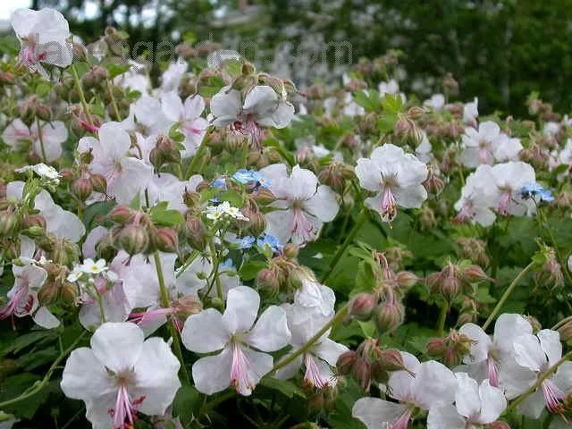 Geranium cantabrigiense 'Biokovo'