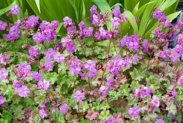 Geranium cantabrigiense 'Karmina'
