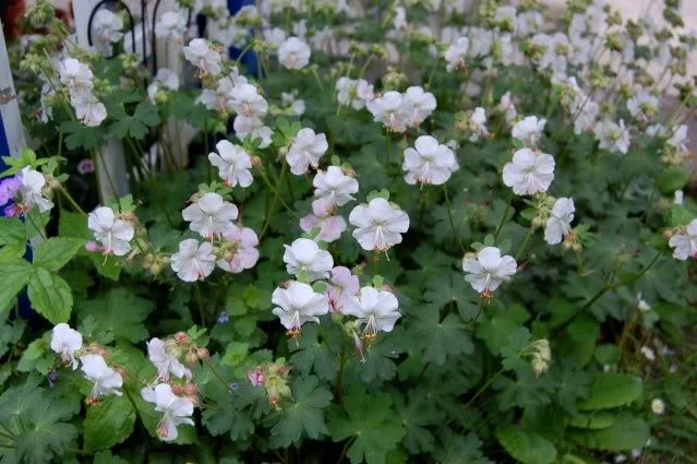 Geranium cantabrigiense 'St Ola'