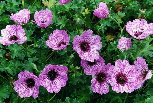 Geranium cin. 'Ballerina'