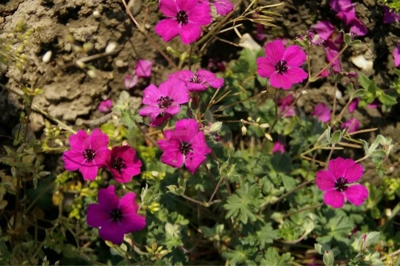 Geranium cinereum 'Giuseppii'