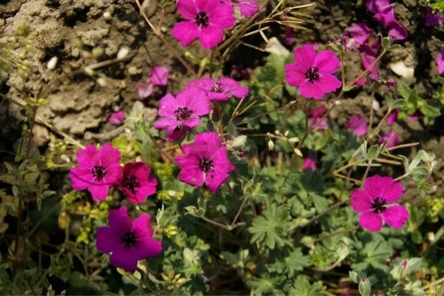 Geranium cin. 'Giuseppii'
