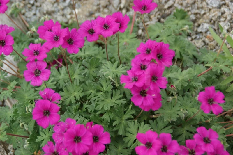 Geranium cinereum subcaulescens