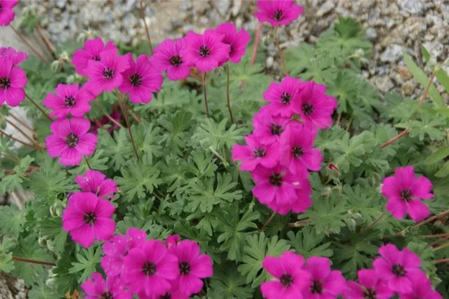 Geranium cinereum subcaulescens Geranium cinereum subcaulescens