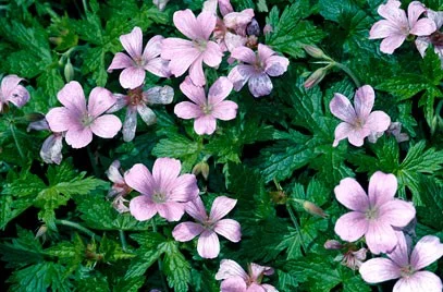 Geranium endressii 'Wargrave Pink'