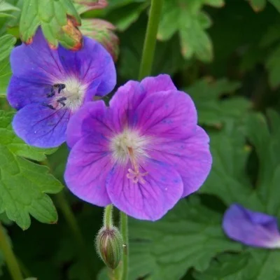 Geranium himalayense 'Gravetye'