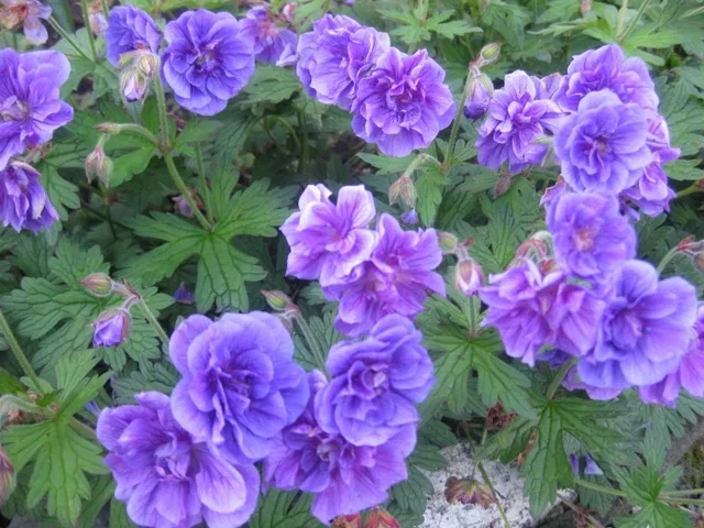 Geranium himalayense 'Plenum'