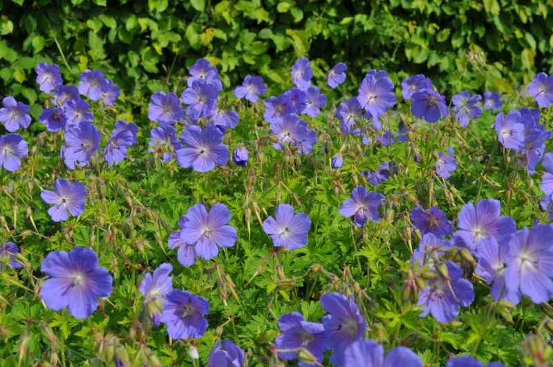 Geranium himalayense
